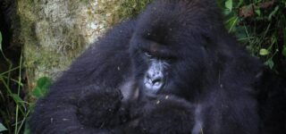 Birth of Twin Gorillas in Virunga National Park
