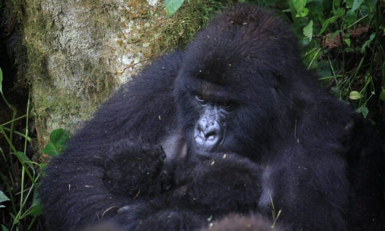 Birth of Twin Gorillas in Virunga National Park