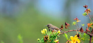 Birding in Virunga National Park and the Best Time to Visit