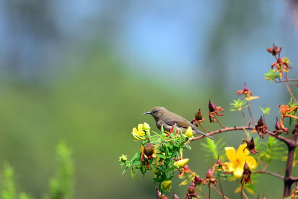 Birding in Virunga National Park and the Best Time to Visit