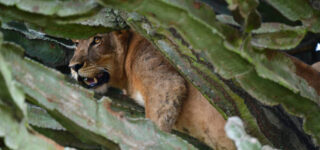 5 Days Uganda and Rwanda Combined Safari