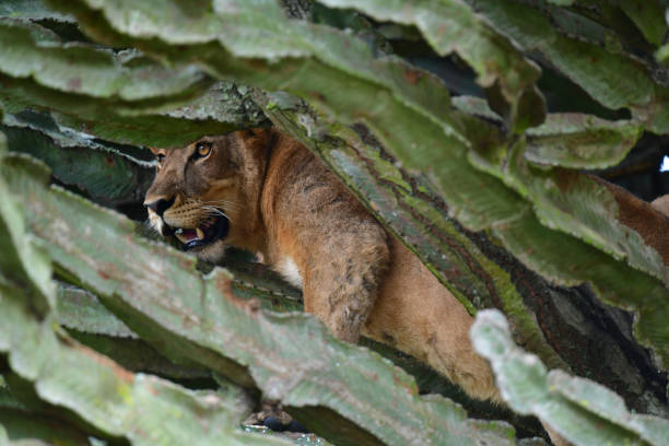 5 Days Uganda and Rwanda Combined Safari