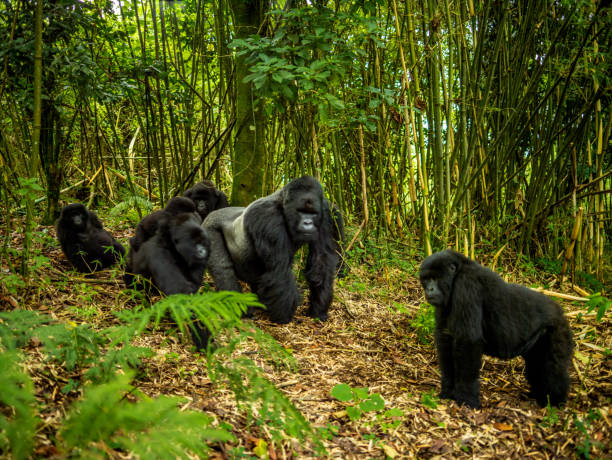 6 Days Rwanda and Maasai Mara Safari