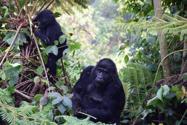 5 Days Uganda and Rwanda Combined Safari