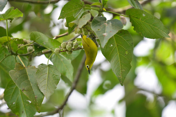 Birding in Virunga National Park and the Best Time to Visit