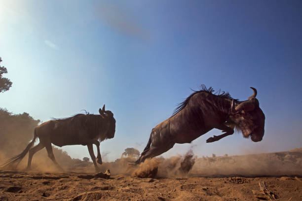 6 Days Rwanda and Maasai Mara Safari